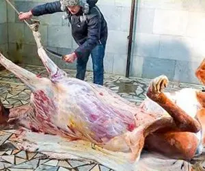سلاخی های دل ریش ریش کن؛ اسب نجیب رو با چه قساوتی سر می برن و گوشتش میریزن تو خورشت