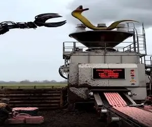 فرآوری مار؛ از تولید به مصرف مار رو با مهره میندازن تو دستگاه سوسیس شلنگی تحویل میده