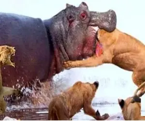 از جذابیت‌های حیات وحش؛ اسب آبی نره غول کله شیر رو کرد تو دهنش از جا کند 