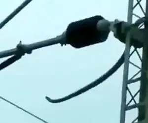 برق گرفتگی مار به بدترین شکل ممکن وقتی میخواست کلاغو رو کابل برق شکار کنه