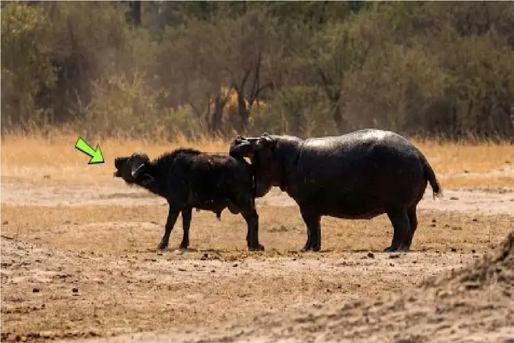 قلمرو حیوانات؛ اسب‌آبی خشمگین، گاومیش را گاز گرفت کشت!
