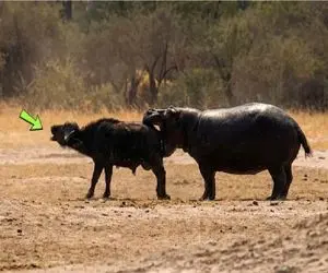 قلمرو حیوانات؛ اسب‌آبی خشمگین، گاومیش را گاز گرفت کشت!