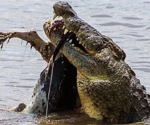 مستند حیات وحش؛ تمساح برنمی تابد جانداری در قلمرو اش وول بزند جانش را می ستاند