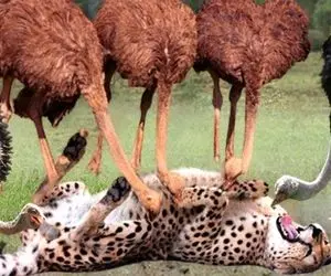 از جذابیت های حیات وحش؛ شترمرغ دمار از روزگار یوزپلنگ که خواست بخورتش درآورد