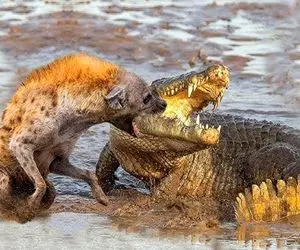 شاهکار حیات وحش / جدال خصمانه کفتار و تمساح بعد از رفتار غیرقابل پیش بینی کفتار