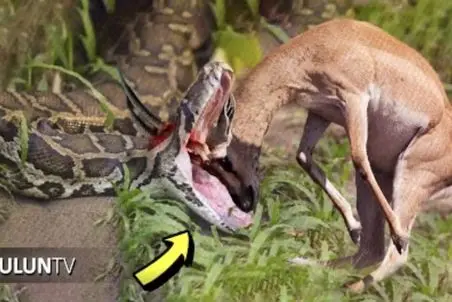 مستند حیات وحش؛ غزال پادشاه زهر را با شاخ های تیز خودش شکست می دهد