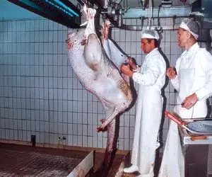 فرآوری شترمرغ؛ پوست شترمرغ فرتوت رو دباغی میکنن تیماج بشه گوشتش هم بشه قرمه