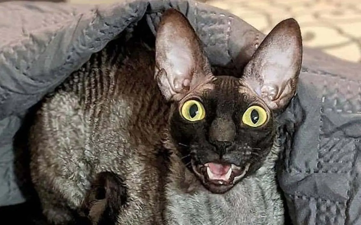 Meet-Pixel-the-Green-Bay-cat-so-creepy-that-even