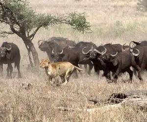 مستند حیات وحش؛ گله شیر پیر و خسته ای که هر بوفالویی رد میشه یک سیخونک بهش میزنه