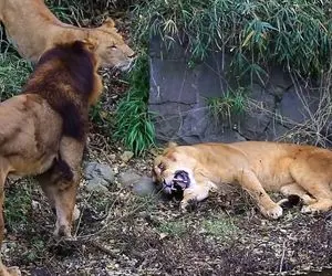 مستند حیات وحش؛ ماده شیری که تو تگنا چشم طمع شیرهای دیگه قرار گرفت