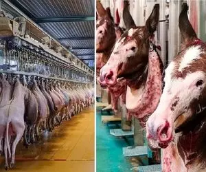 فرآوری الاغ؛ شیر پر چرب الاغ رو می دوشن و کله و بناگوش رو هم بار میزارن