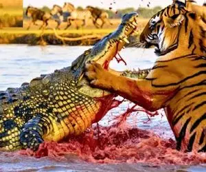 مستند حیات وحش؛ کروکودیل خل و چل جنگله هرکی نزدیکش بشه رنده اشو میزنه