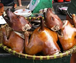 کباب سگ؛ سگ نازنازی رو کت بسته از کوره آتیش رد میکنه کله پاچه شو میفروشه 