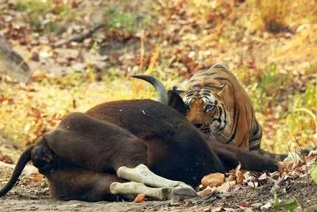 مستند حیات وحش؛ گاو میش مقابل ببر مقاومت می کرد که رفیقش از پشت کارشو ساخت