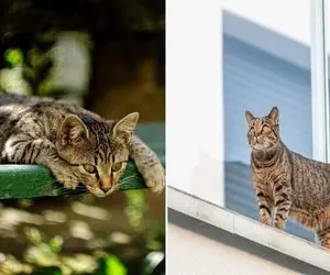 راه فراری دادن گربه از حیاط و باغچه؛ اینجوری نه اون آسیب میبینه نه اعصاب تو خرد میشه