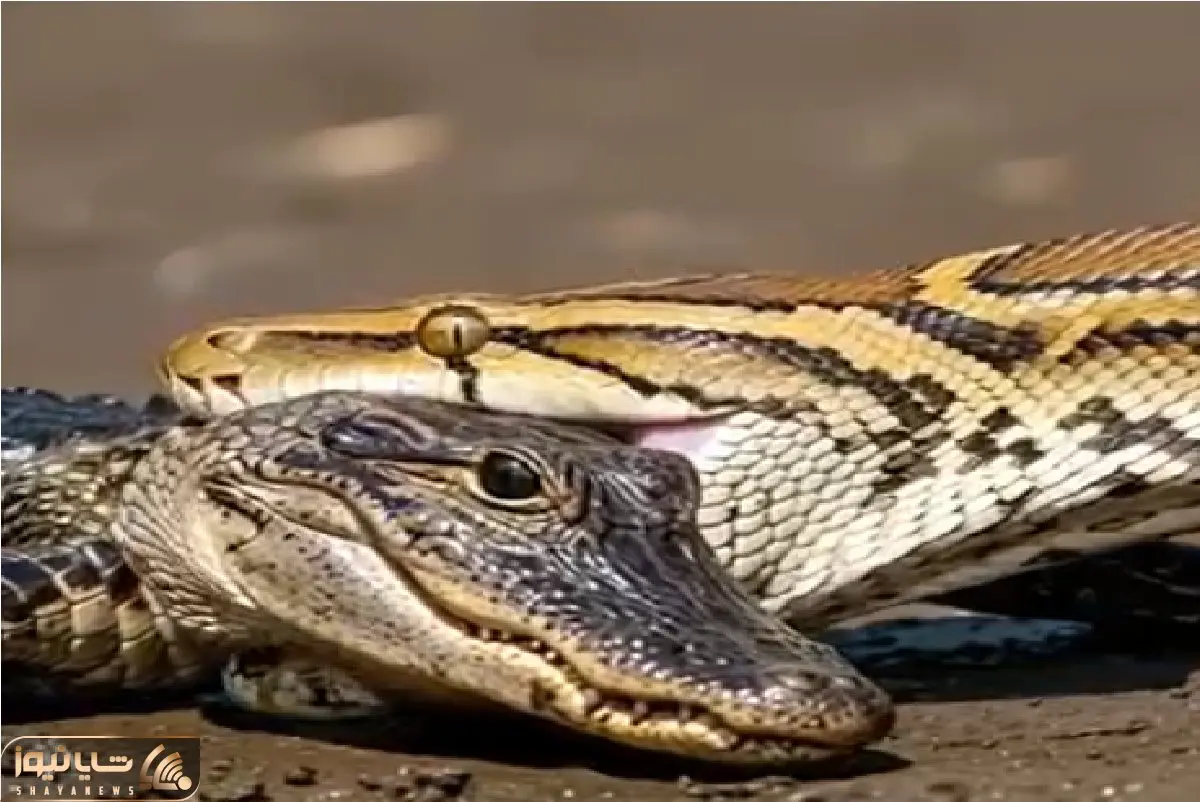 مستند حیات وحش؛ کروکودیل زیرک شکم پیتونی که بلعیده بودش پاره کرد افتاد بیرون