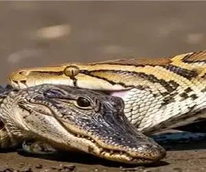 مستند حیات وحش؛ کروکودیل زیرک شکم پیتونی که بلعیده بودش پاره کرد افتاد بیرون