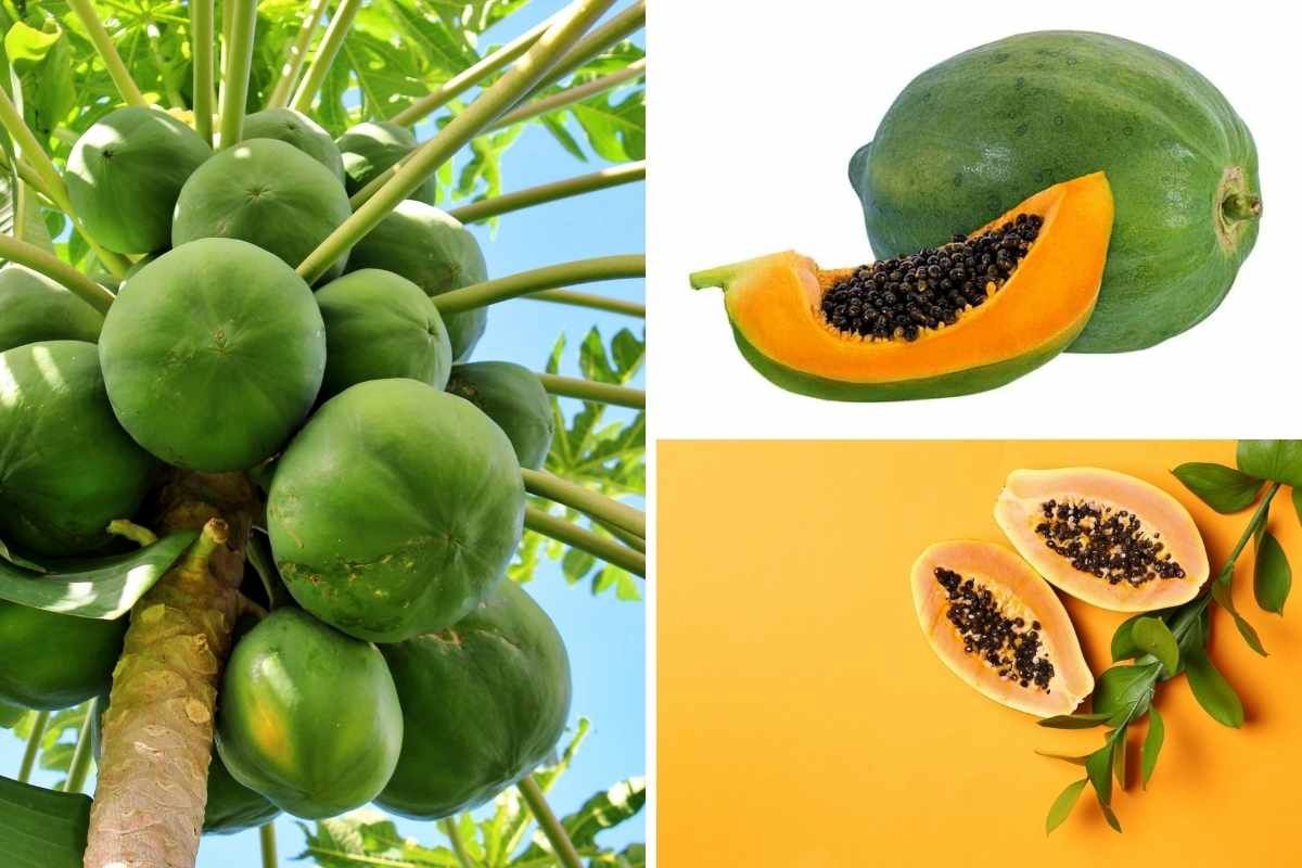 Photo-collage-of-different-types-of-papaya-10142022