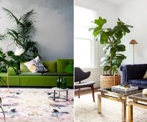 گیاهان آپارتمانی لاکچری / خونت لخت هم که باشه و وسیله ی لوکس نداشته باشه با اینا قصره