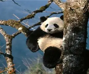 بر مدار وحش؛ حرکت های پاندا که باعث مشه فکر کنی چجوری تا الان زنده موندن؟