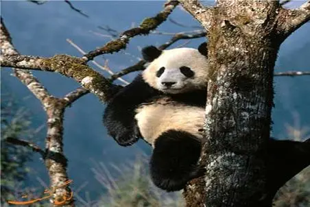 بر مدار وحش؛ حرکت های پاندا که باعث مشه فکر کنی چجوری تا الان زنده موندن؟