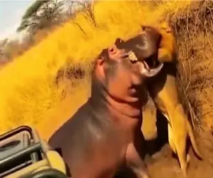 مستند حیات وحش؛ اسب آبی عین گیوتین سر شیر میزنه