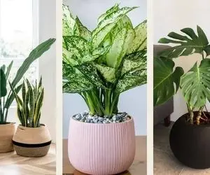 لاکچری ترین گیاهان آپارتمانی که تو دو ماه یک متر قدی رشد میکنن؛ مخصوص خونه های اعیونی