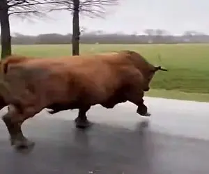 دامداری نوین؛ گاو غول پیکر از دستشون در رفته براش پرچم قرمز تکون دادن بدتر جری شد