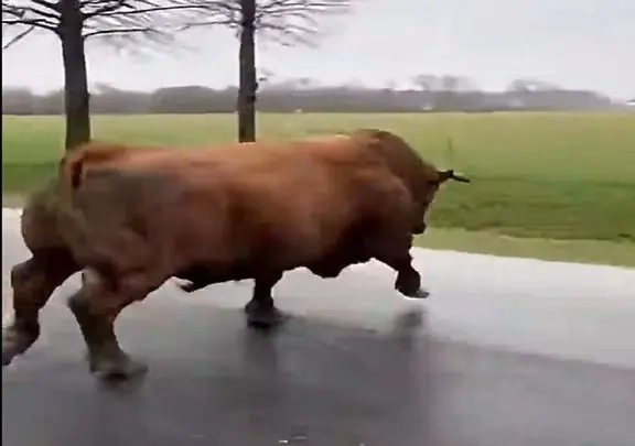 دامداری نوین؛ گاو غول پیکر از دستشون در رفته براش پرچم قرمز تکون دادن بدتر جری شد