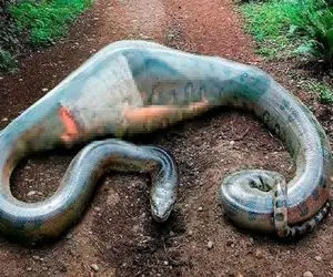 صحنه دهشتناک؛ پیتون بعد بلع گوریل نای خزیدن نداشت افتاد وسط راه کامیون لهش کرد