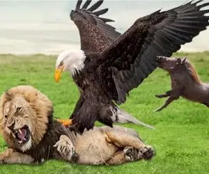 بدایع حیات وحش / عقاب تیزبین بعد سقوط به سمت شکار شتاب یافت