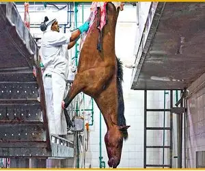 فرآوری اسب؛ همه حیوونارو سر میبرن اسبو از باسن برش میدن تا گوشت خورشتی بشه
