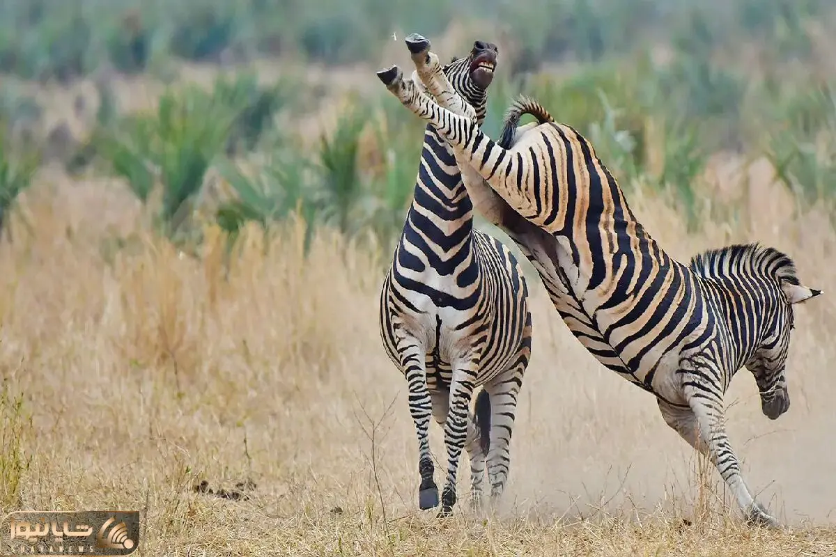 Zebras Fighting – Battle of the Stripes