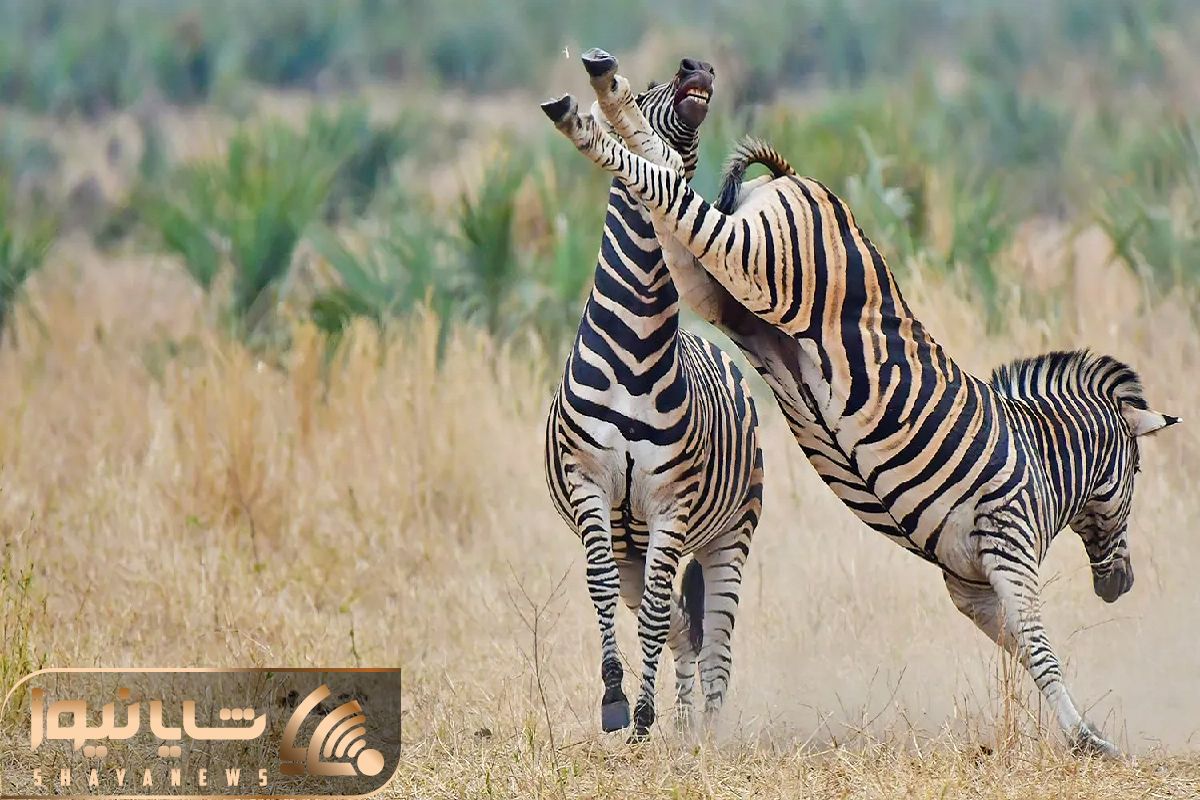 Zebras Fighting – Battle of the Stripes