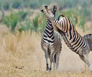 از جذابیت های حیات وحش؛ نبرد بین دو گورخر سر یه چیکه آب چه خون و خونریزی راه انداخت