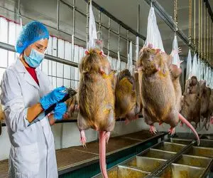 فرآوری بامبو؛ تخم موش بامبو رو بین گل و لای میکارن پوستشو قلفتی میکنن اسلایس میکنن