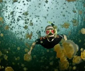 مستند کاوش؛ حس شنا با هزاران عروس دریایی را لمس کنید