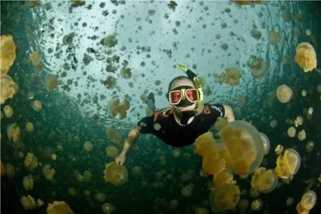 مستند کاوش؛ حس شنا با هزاران عروس دریایی را لمس کنید