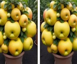 کشاورزی مدرن؛ به رو با خمیردندون ترکیب و به سیب پیوند زد درخت گلابی رشد کرد