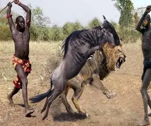 جنگجویان طبیعت؛ شیر کفتار صفت رفت مزرعه کل یالدار بقاپه قبیله ماسایی با نیزه جرش دادن