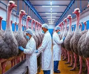 فرآوری شترمرغ؛ میلیون‌ها پرنده برای گوشت، پوست لاکچری و تخم ارزشمند پرورش می‌یابند