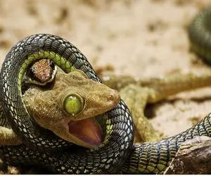 از جذابیت‌های حیات وحش؛ مارمولک رفت عشقشو از دهن مار بکش بیرون خودش سقوط کرد