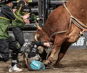 تاخت‌وتازهای خونین؛ گاو عصیانگر وسط بازی چارپا رفت رو گاوچرون چشمش پاره شد