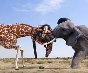 از جذابیت‌های حیات وحش؛ سر یه چیکه آب زرافه با گردنش فیل رو دار زد