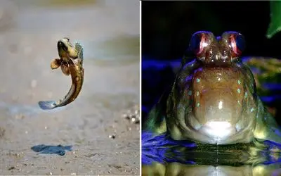 آن روی طبیعت وحشی؛ ماهی که روی خاک راه می‌رود!