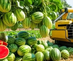 کشاورزی نوین؛ چند میلیون هندوانه رو از مزرعه میبرن کارخونه کادوپیچ میکنن هندونه ها رو