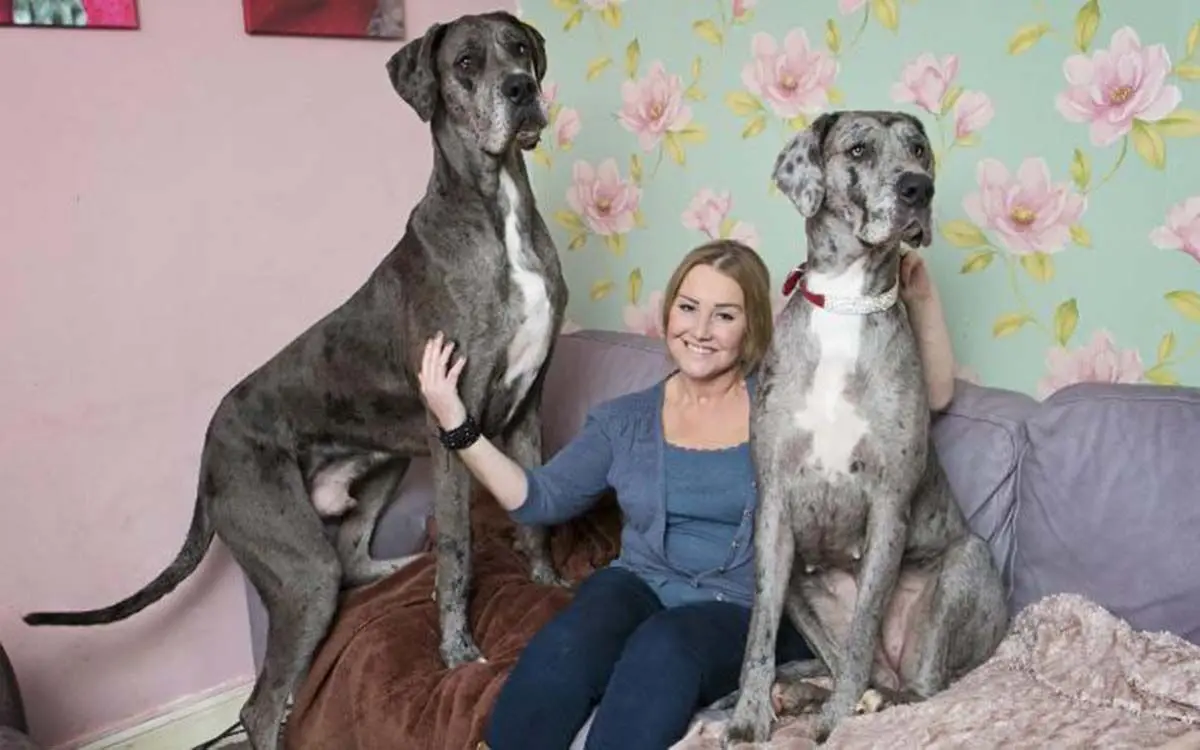 210128221540-02-freddy-the-great-dane-exlarge-169