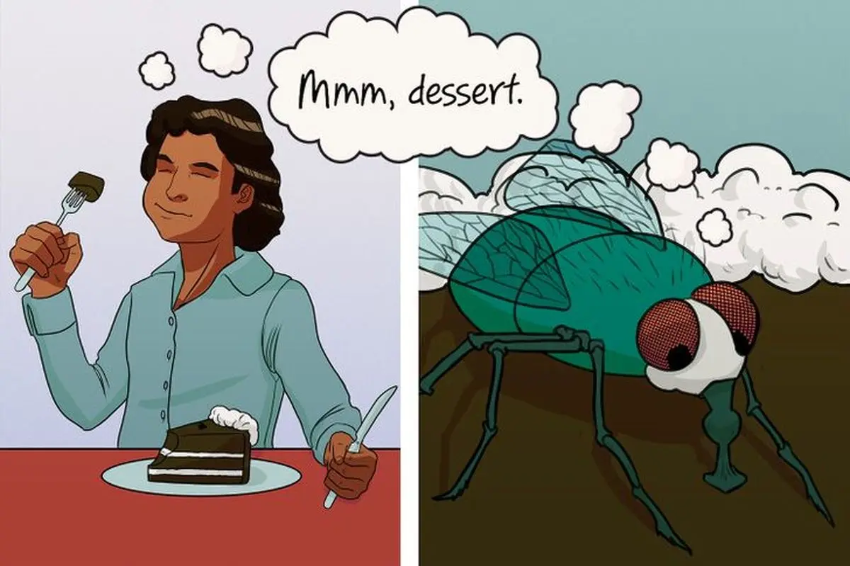 حقایقی از مگس ها