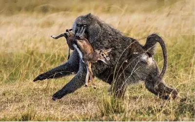 شگفتی طبیعت؛ جنایتکارترین جانور جهان نه کروکودیله نه شیر بلکه این میمونه 