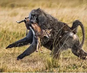 شگفتی طبیعت؛ جنایتکارترین جانور جهان نه کروکودیله نه شیر بلکه این میمونه 